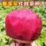 养血红甜菜种子叶大耐寒蔬菜春秋根茎类蔬菜籽种叶梗