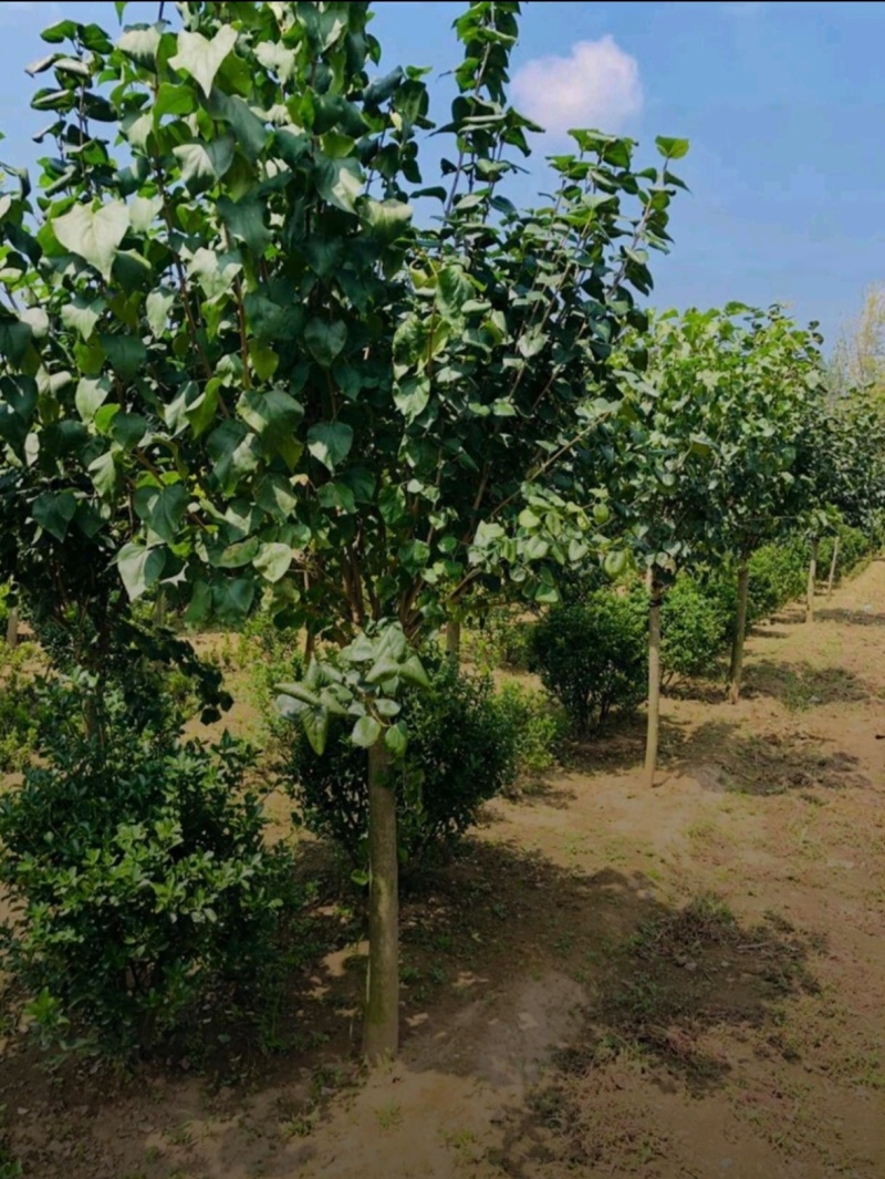苗圃大量出售3-15公分紫丁香