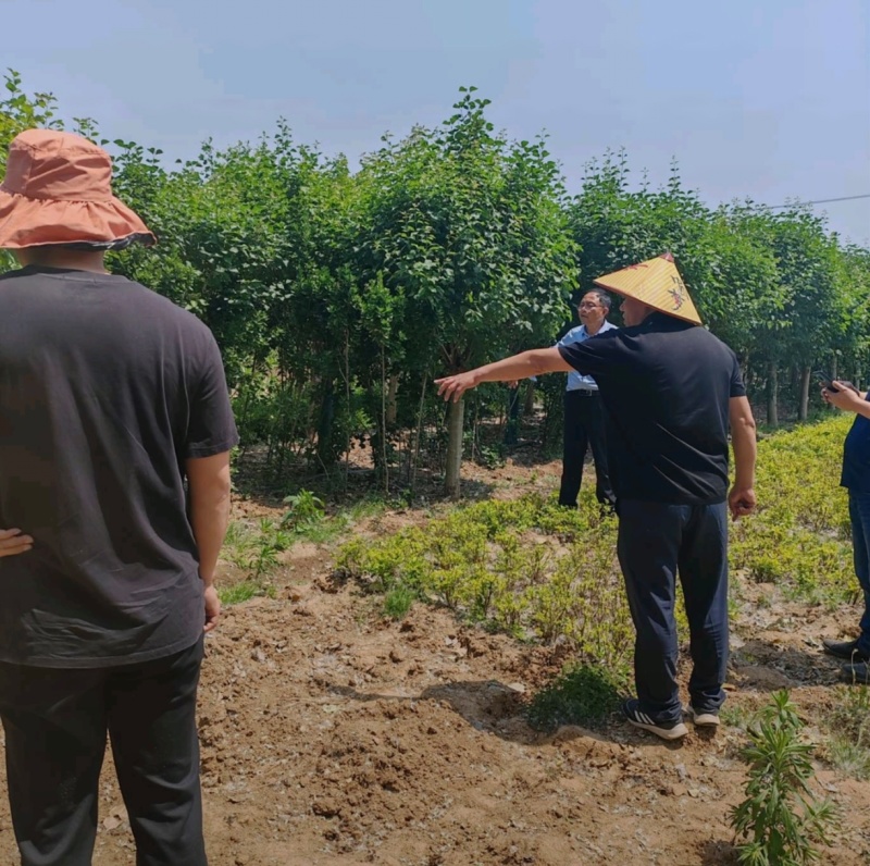 苗圃大量出售3-15公分紫丁香