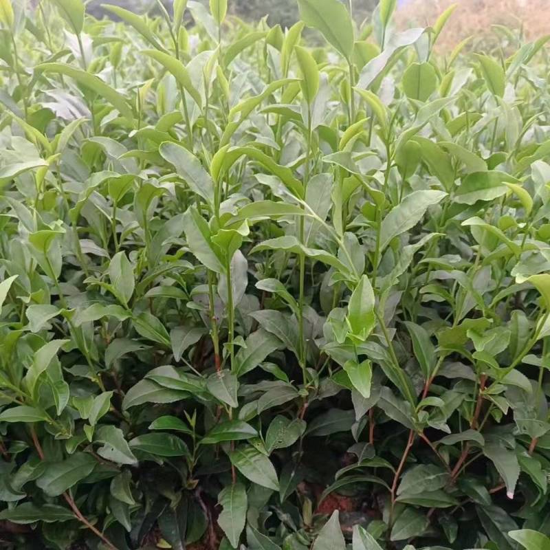 金牡丹茶苗，龙井43茶苗，陕西茶苗，商洛茶叶苗