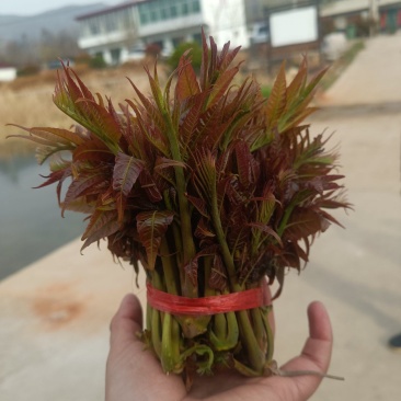 山东香椿红油香椿芽/产地现摘现发货/对接电商货市场要货提