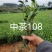 金牡丹茶苗，龙井43茶苗，陕西茶苗，商洛茶叶苗