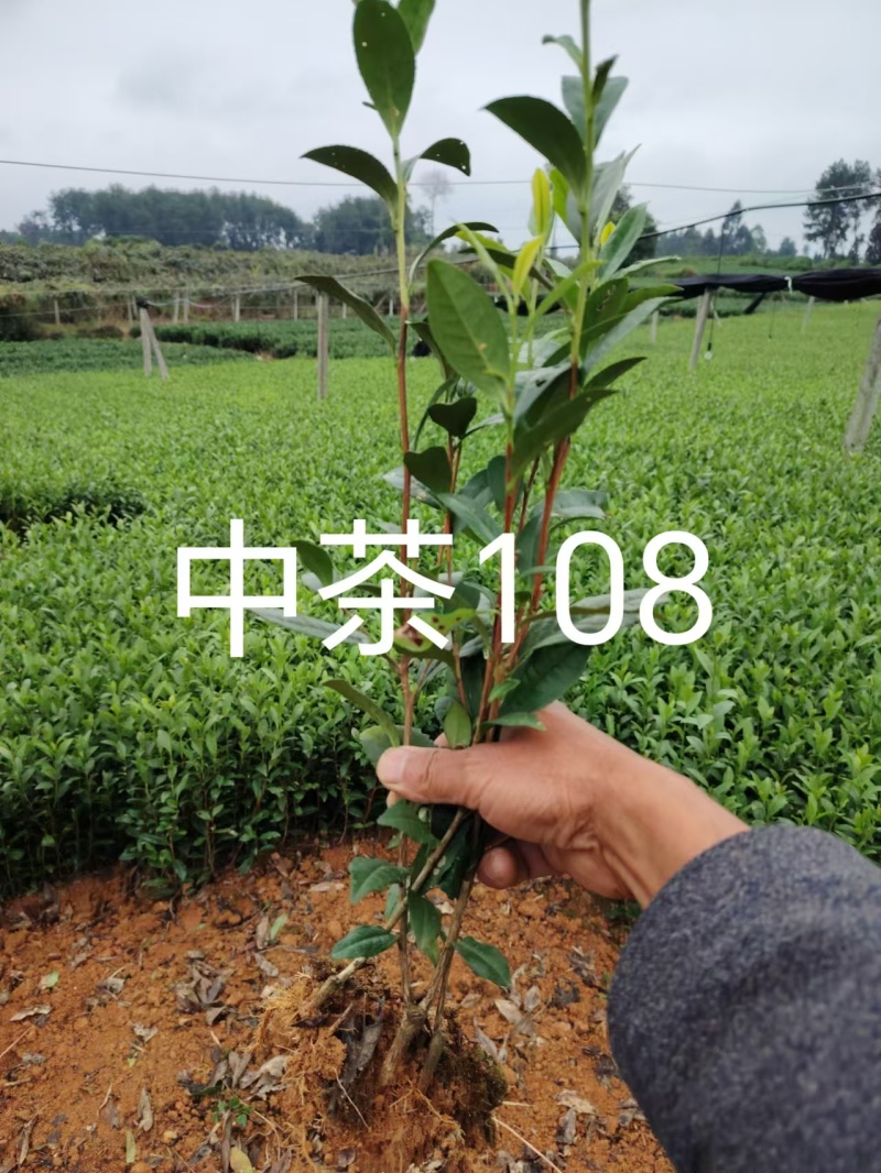 金牡丹茶苗，龙井43茶苗，陕西茶苗，商洛茶叶苗