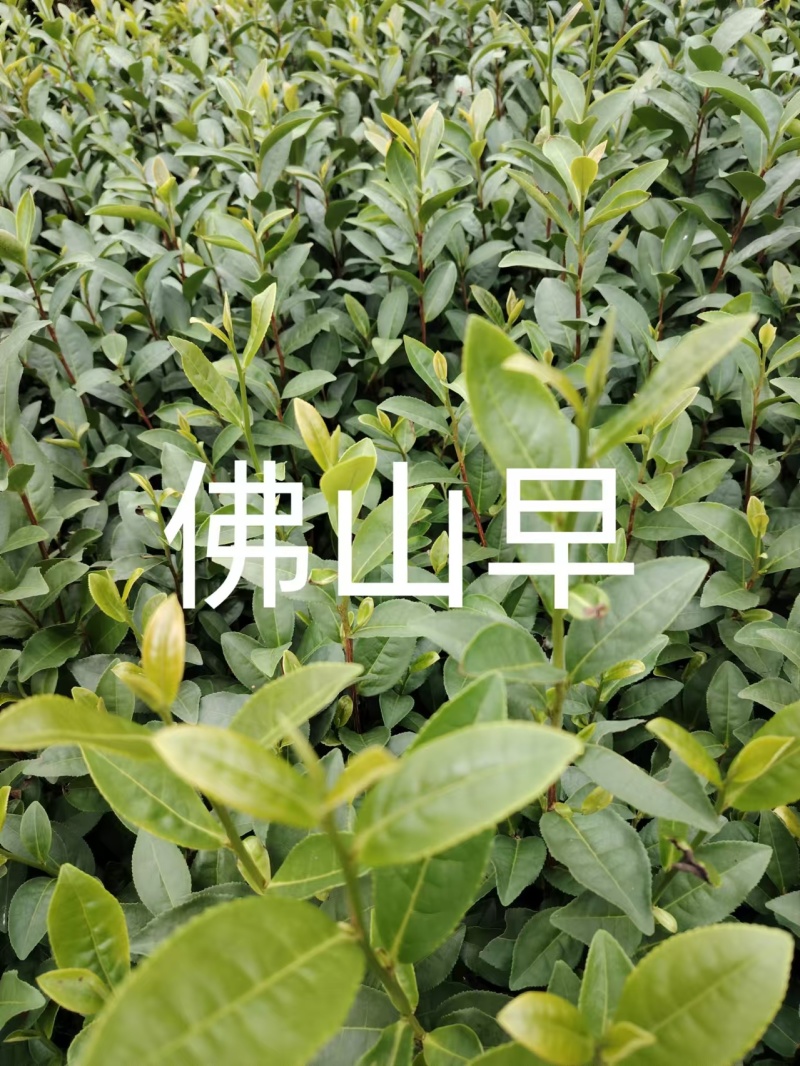 金牡丹茶苗，龙井43茶苗，陕西茶苗，商洛茶叶苗