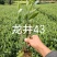 金牡丹茶苗，龙井43茶苗，陕西茶苗，商洛茶叶苗