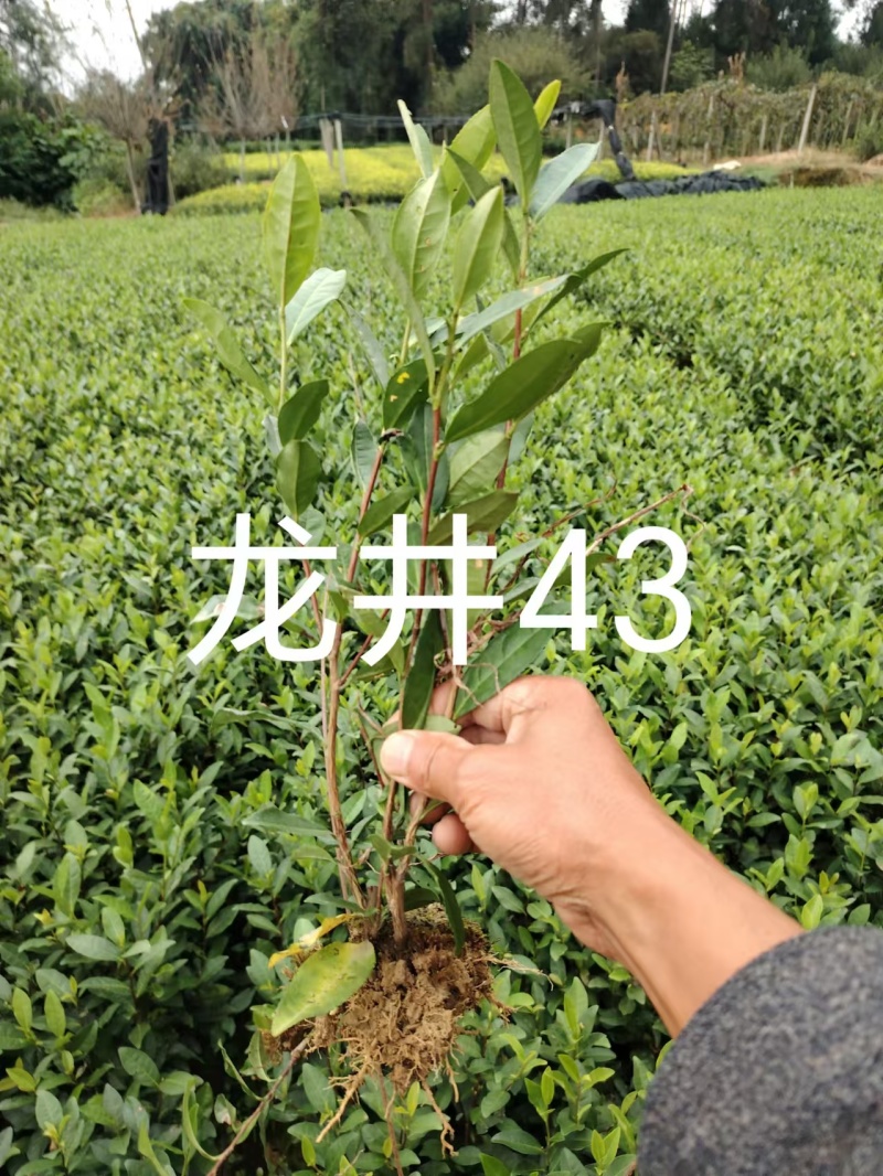 金牡丹茶苗，龙井43茶苗，陕西茶苗，商洛茶叶苗