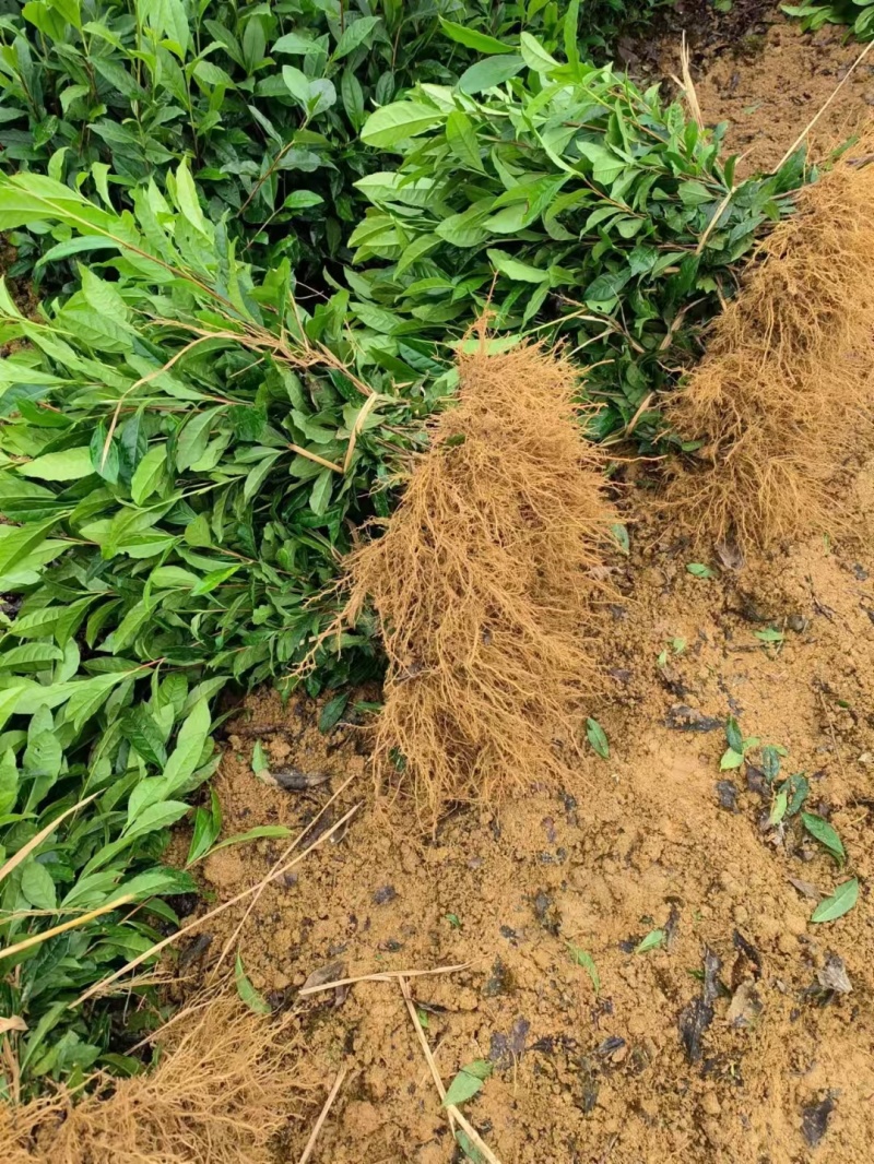 金牡丹茶苗，龙井43茶苗，陕西茶苗，商洛茶叶苗