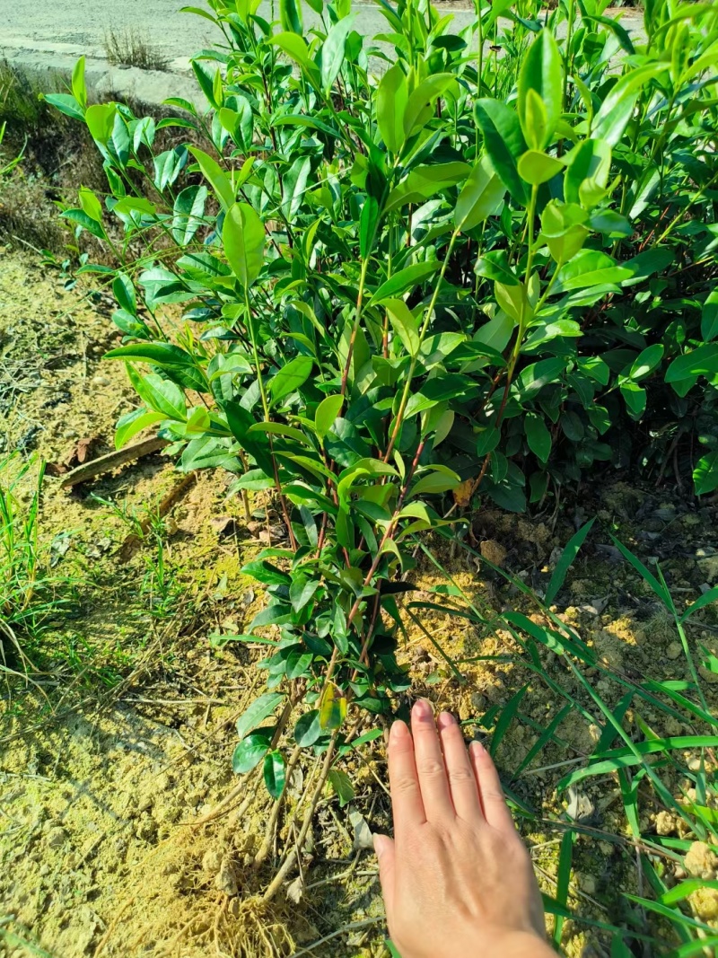 金牡丹茶苗，龙井43茶苗，陕西茶苗，商洛茶叶苗