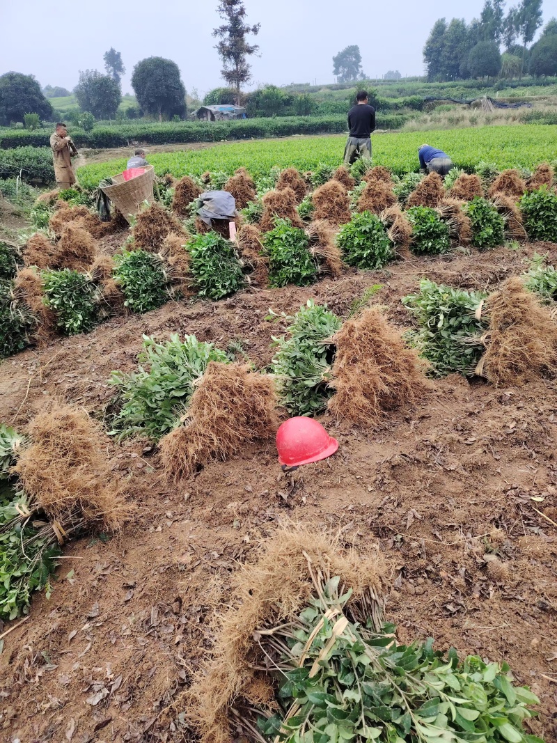 金牡丹茶苗，龙井43茶苗，陕西茶苗，商洛茶叶苗