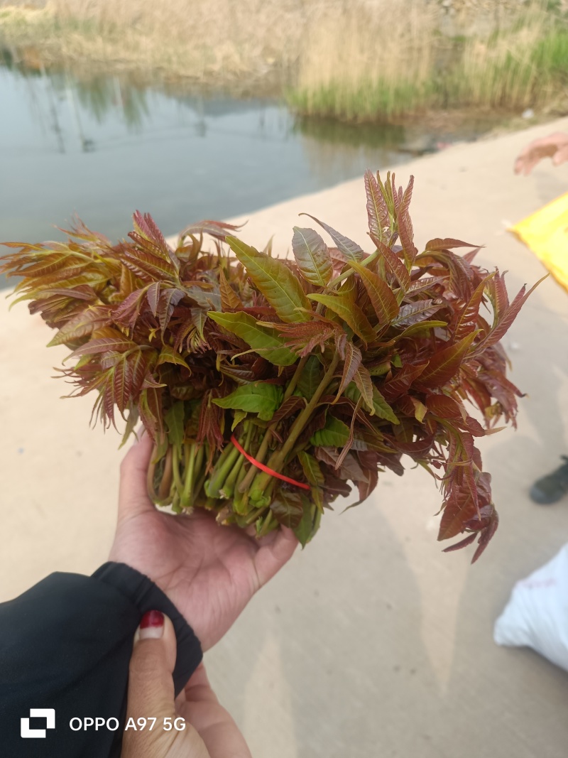 山东香椿红油香椿芽/产地现摘现发货/对接电商货市场要货提