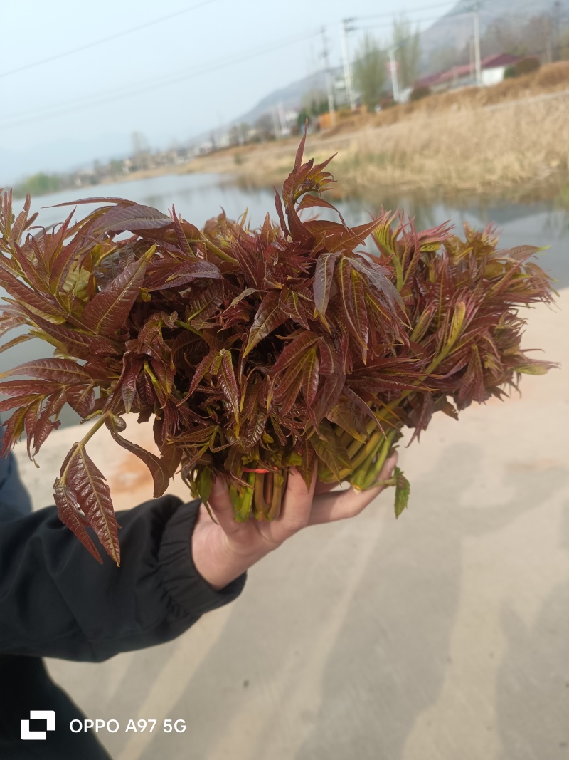 山东香椿红油香椿芽/产地现摘现发货/对接电商货市场要货提