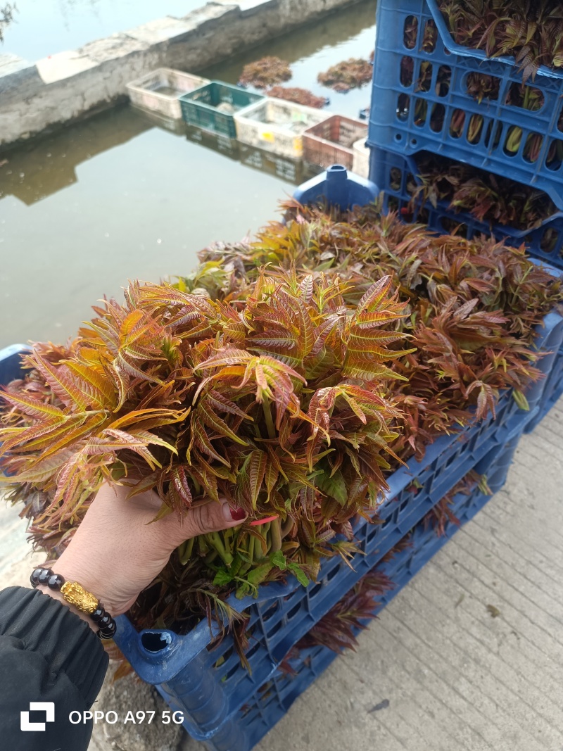 山东香椿红油香椿芽/产地现摘现发货/对接电商货市场要货提
