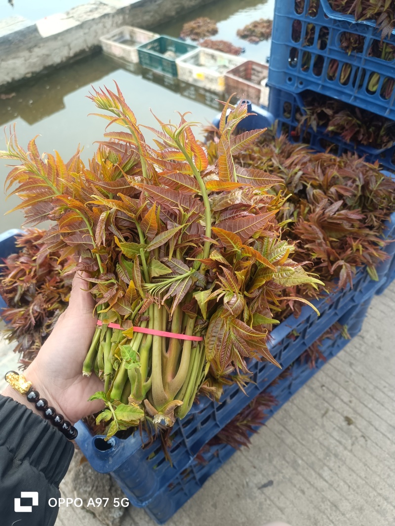 山东香椿红油香椿芽/产地现摘现发货/对接电商货市场要货提