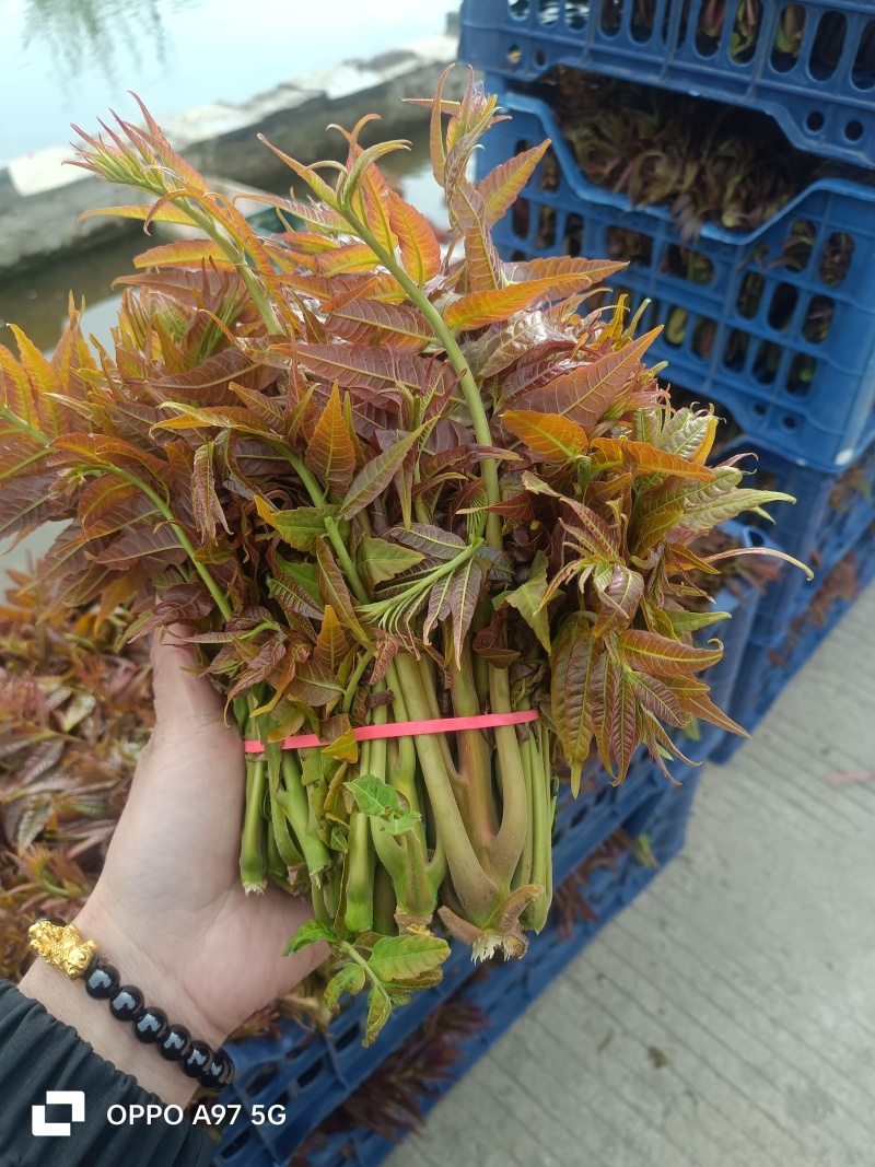 山东香椿红油香椿芽/产地现摘现发货/对接电商货市场要货提