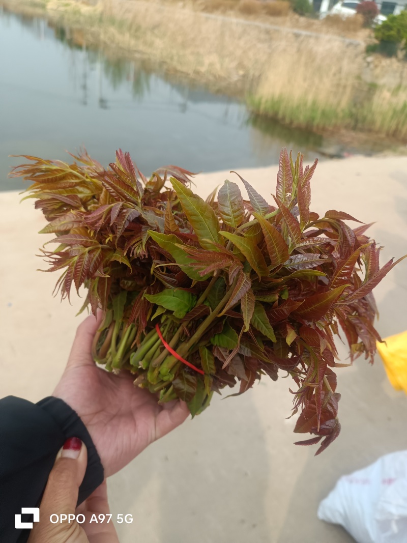 山东香椿红油香椿芽/产地现摘现发货/对接电商货市场要货提