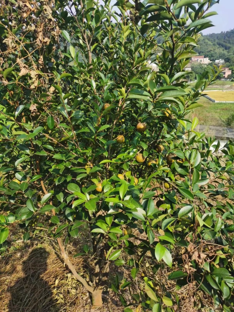 出售家里老人在乡下自种自产自销的茶籽油