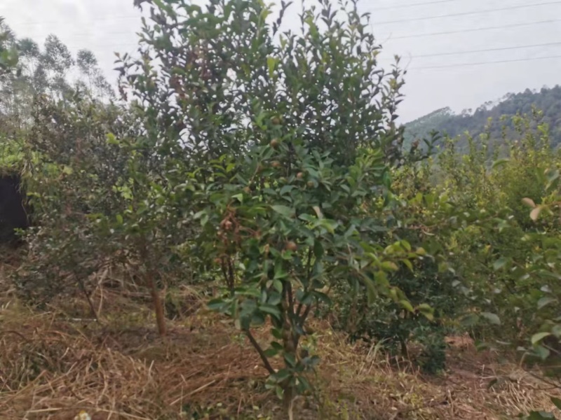 出售家里老人在乡下自种自产自销的茶籽油