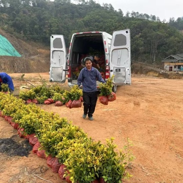 中茶108茶苗，龙井43茶苗，陕西龙井茶苗，商洛茶叶苗