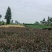 中茶108茶苗，龙井43茶苗，陕西龙井茶苗，商洛茶叶苗