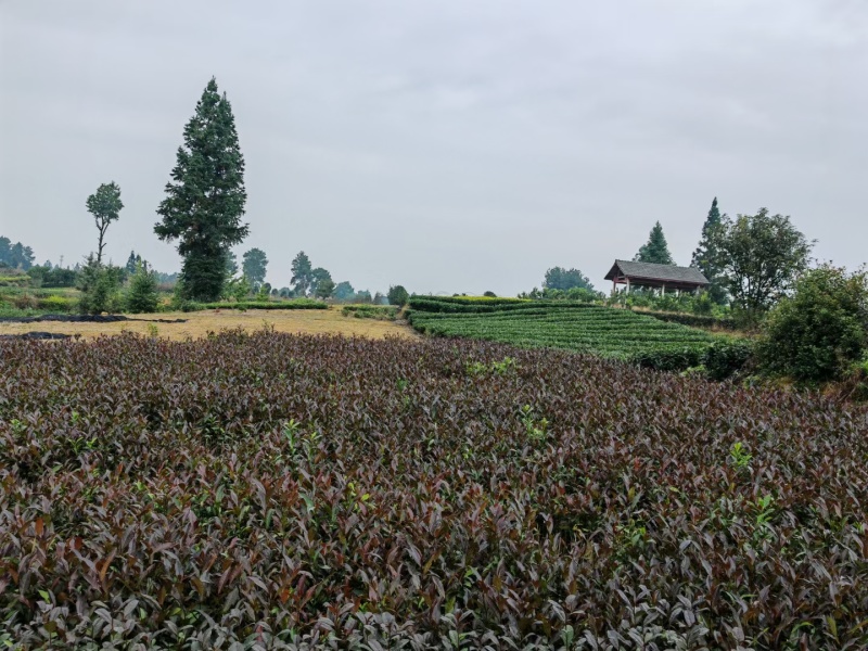 中茶108茶苗，龙井43茶苗，陕西龙井茶苗，商洛茶叶苗