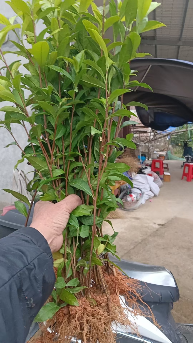 中茶108茶苗，龙井43茶苗，陕西龙井茶苗，商洛茶叶苗