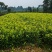 中茶108茶苗，龙井43茶苗，陕西龙井茶苗，商洛茶叶苗