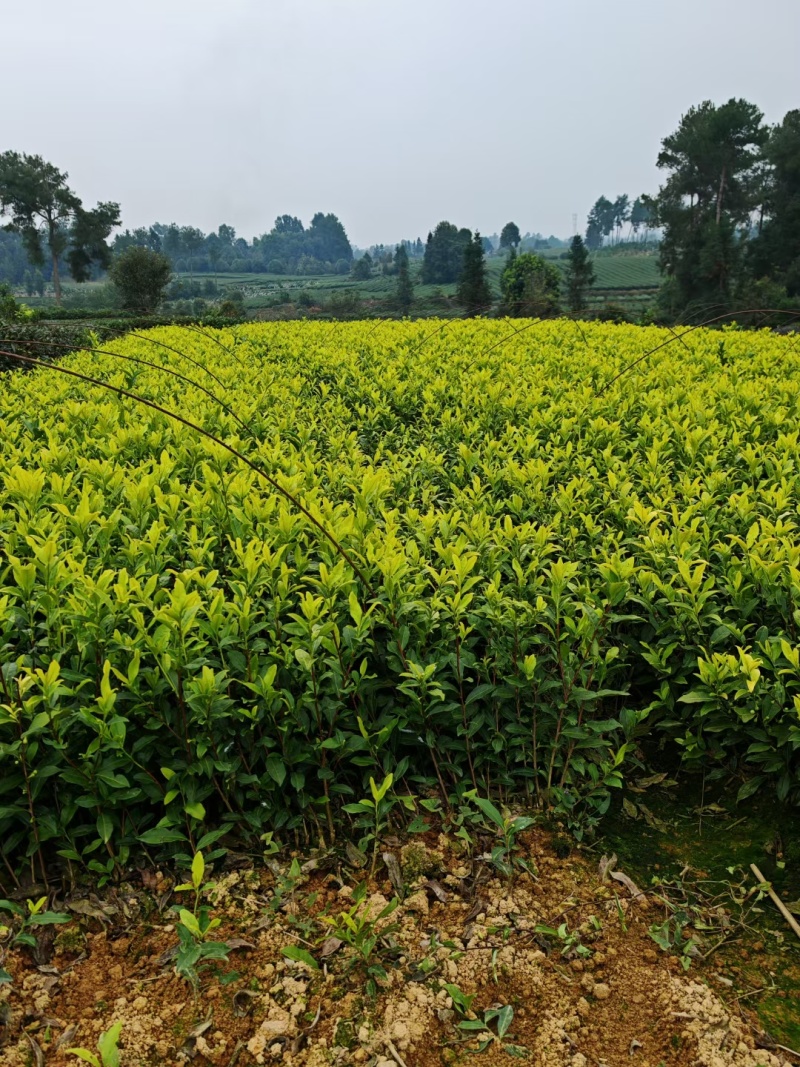 中茶108茶苗，龙井43茶苗，陕西龙井茶苗，商洛茶叶苗