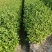 中茶108茶苗，龙井43茶苗，陕西龙井茶苗，商洛茶叶苗