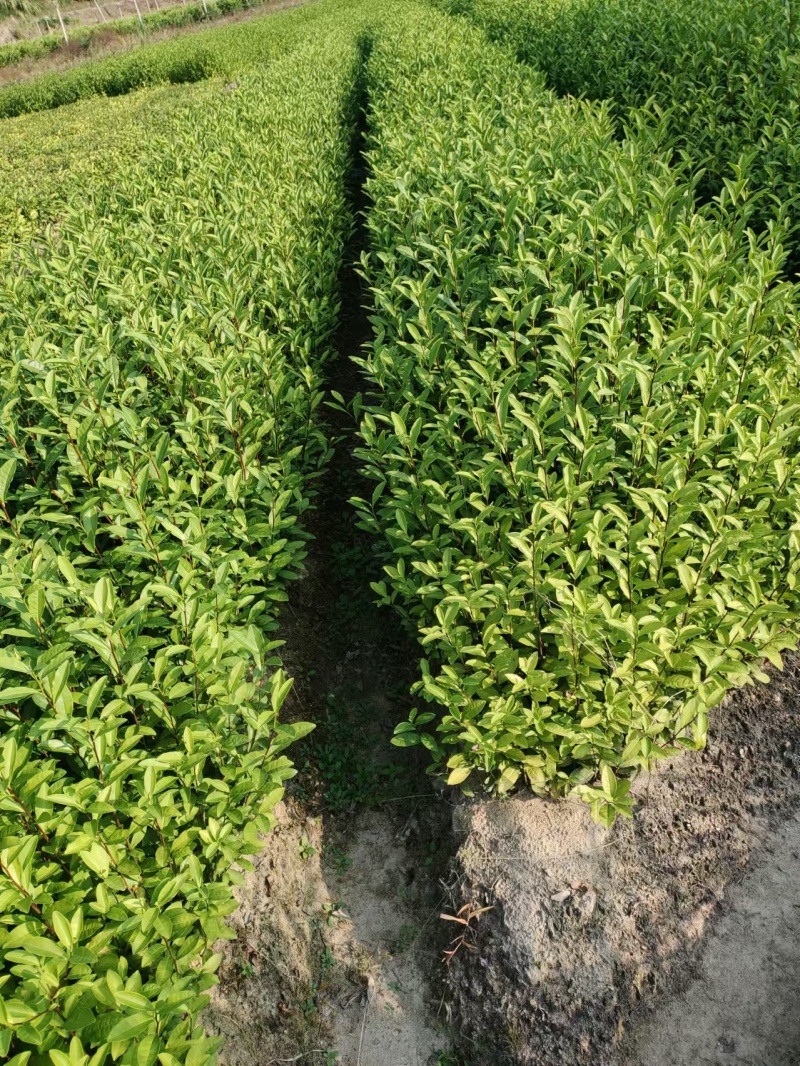 中茶108茶苗，龙井43茶苗，陕西龙井茶苗，商洛茶叶苗