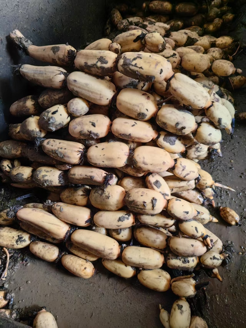 藕，洪湖莲藕，粉藕，大量供应，一手货源，对接批发商，市场