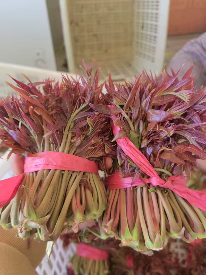 山东红香椿芽头茬红油香椿芽产地现摘现发货一条龙服务可代发