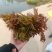山东红香椿芽头茬红油香椿芽产地现摘现发货一条龙服务可代发