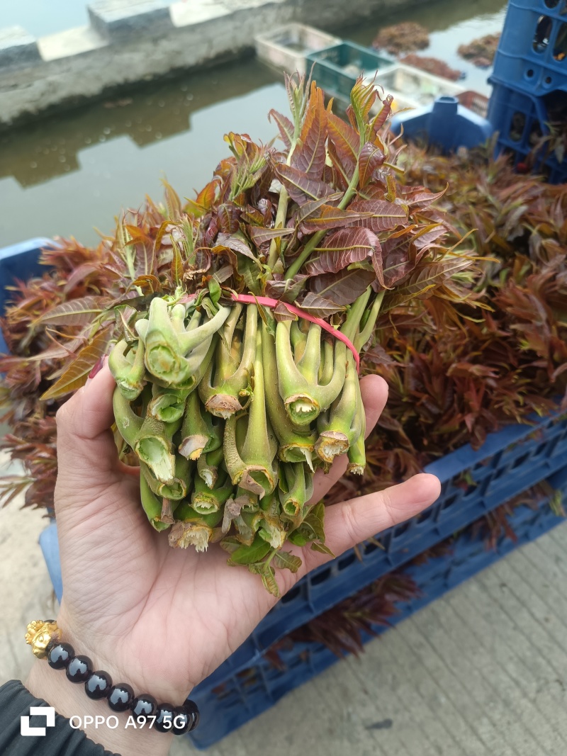 山东红香椿芽头茬红油香椿芽产地现摘现发货一条龙服务可代发