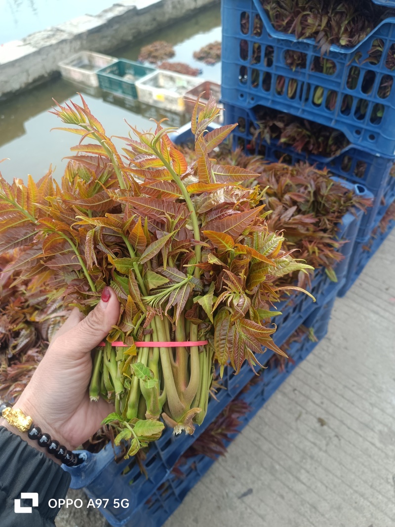 山东红香椿芽头茬红油香椿芽产地现摘现发货一条龙服务可代发