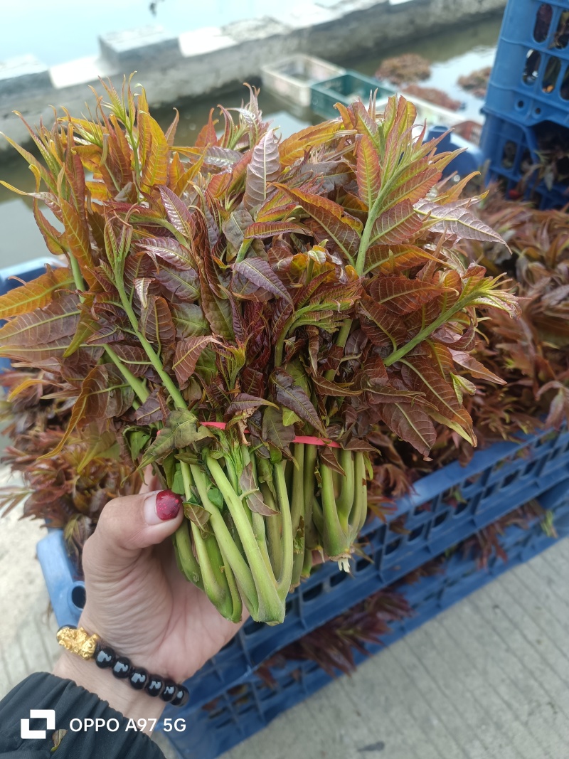 山东红香椿芽头茬红油香椿芽产地现摘现发货一条龙服务可代发