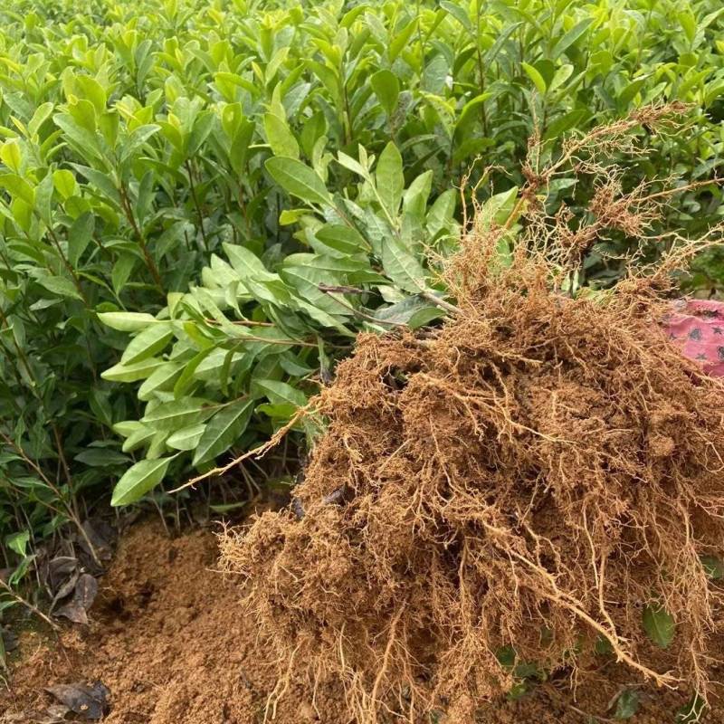 龙井43茶苗，中茶108茶苗，襄阳茶叶苗，武汉茶苗