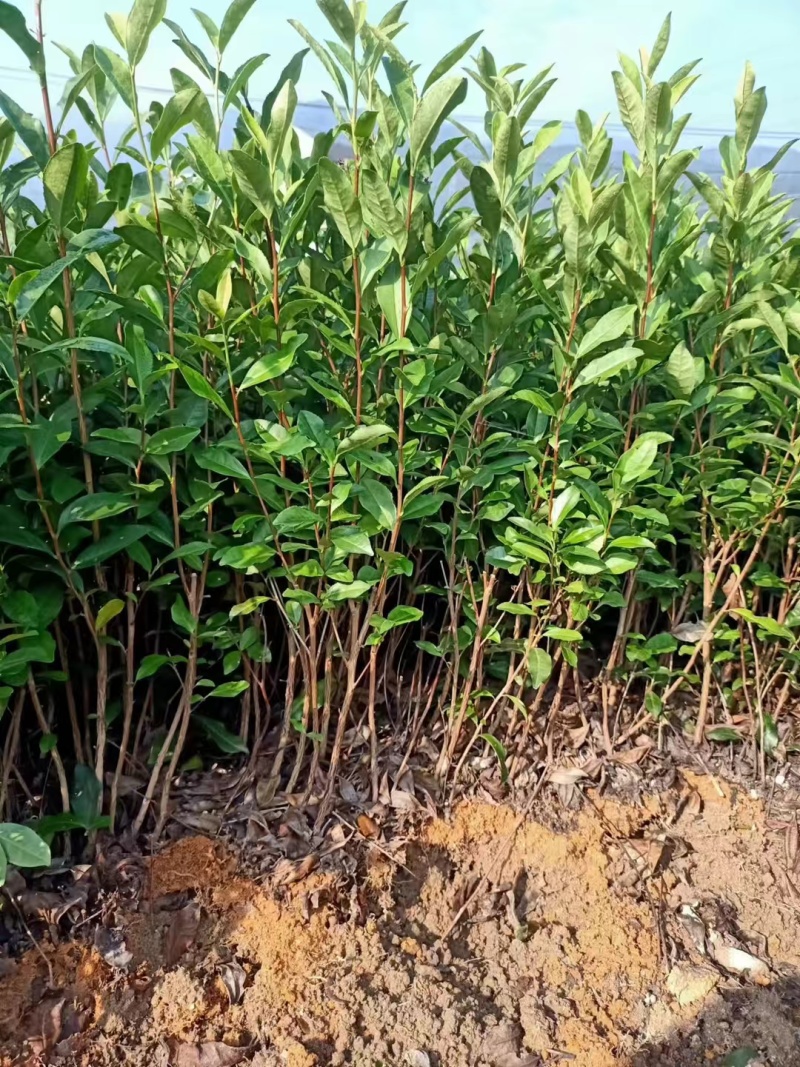 龙井43茶苗，中茶108茶苗，襄阳茶叶苗，武汉茶苗