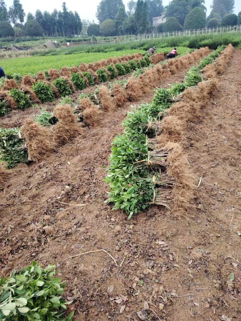 龙井43茶苗，中茶108茶苗，襄阳茶叶苗，武汉茶苗