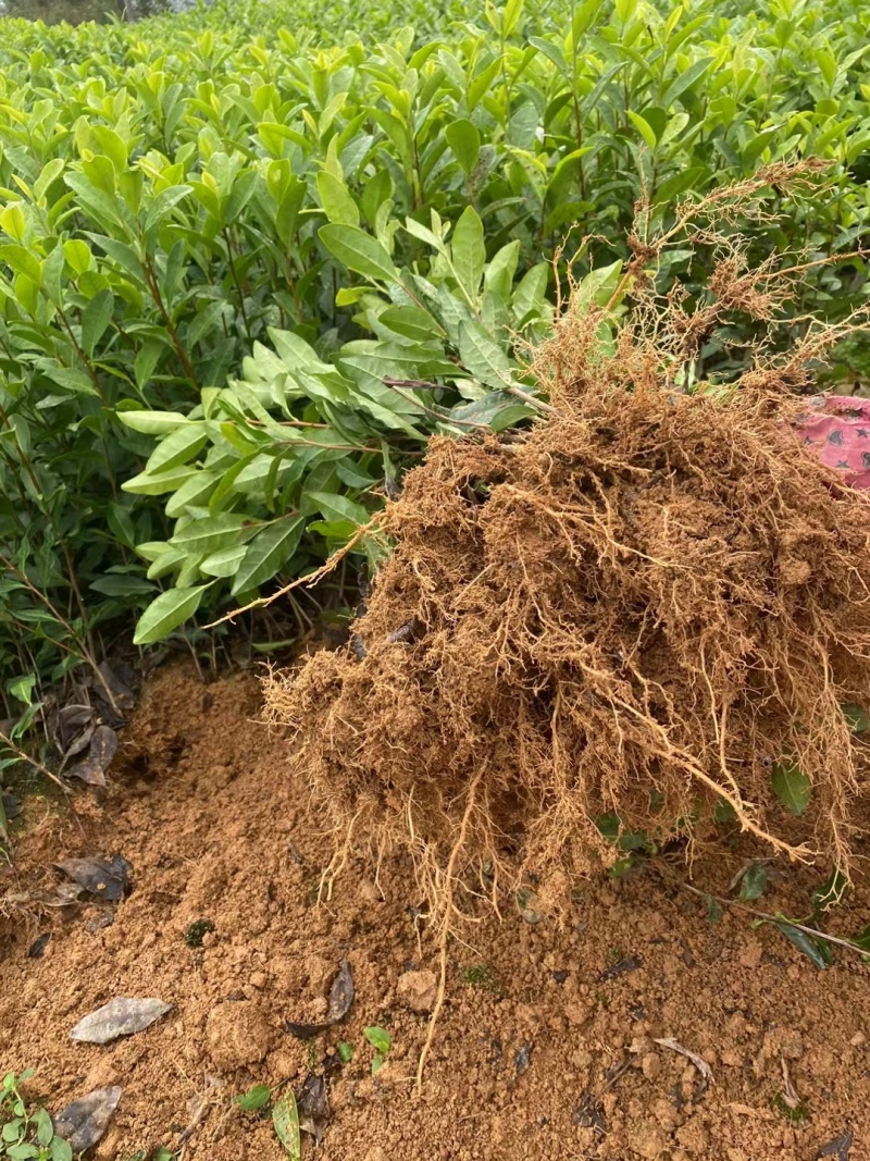 龙井43茶苗，中茶108茶苗，襄阳茶叶苗，武汉茶苗