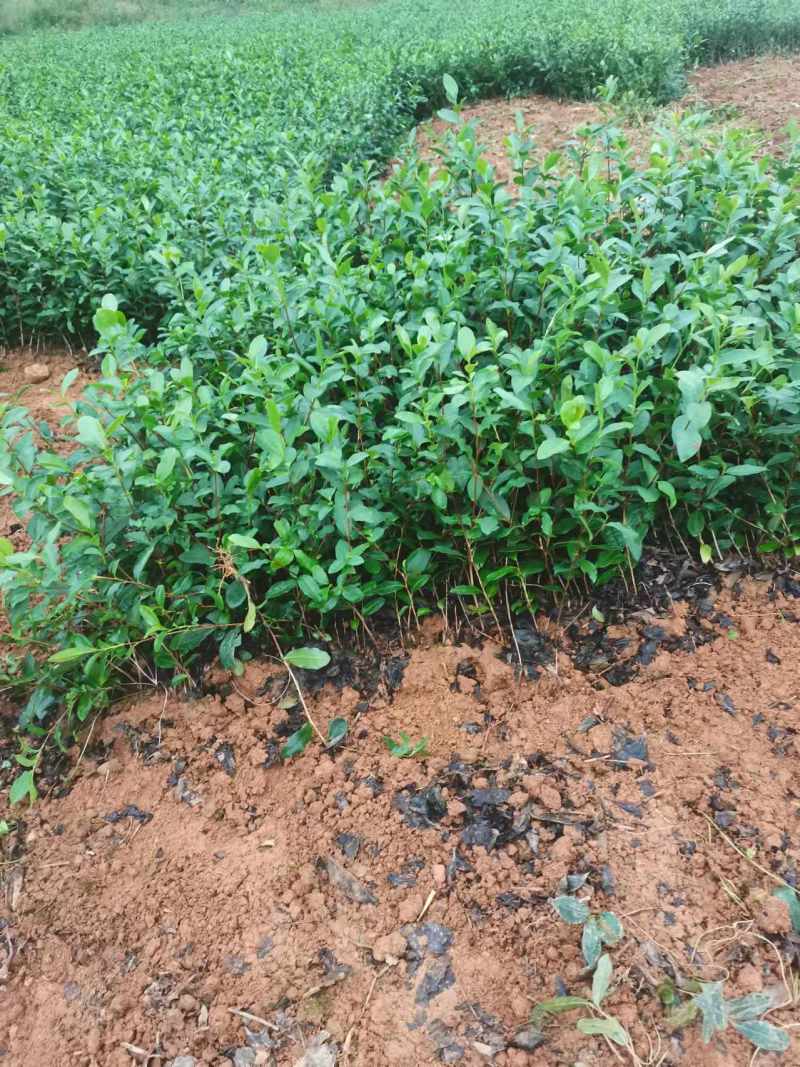 金牡丹茶苗，安吉白茶苗，黄金芽茶苗，襄阳茶叶苗，十堰茶苗