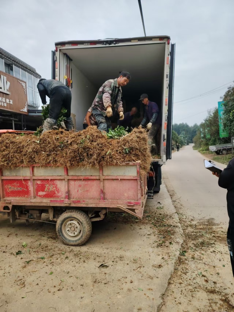 金牡丹茶苗，安吉白茶苗，黄金芽茶苗，襄阳茶叶苗，十堰茶苗