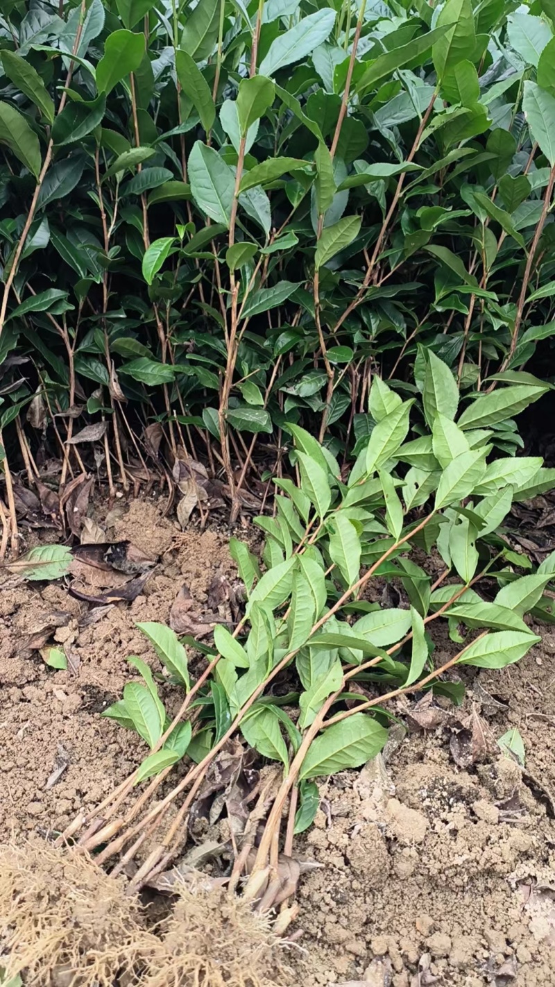金牡丹茶苗，安吉白茶苗，黄金芽茶苗，襄阳茶叶苗，十堰茶苗