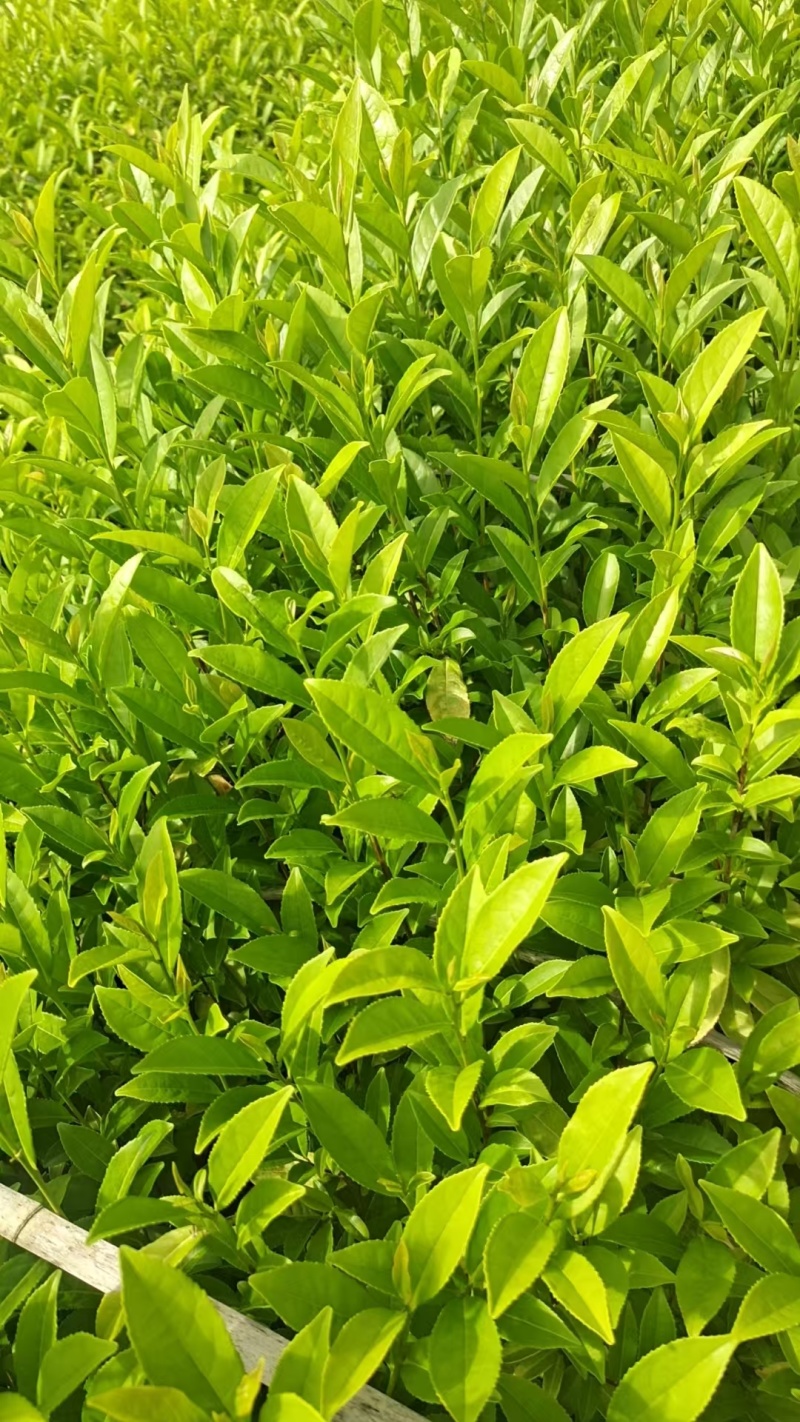 金牡丹茶苗，安吉白茶苗，黄金芽茶苗，襄阳茶叶苗，十堰茶苗