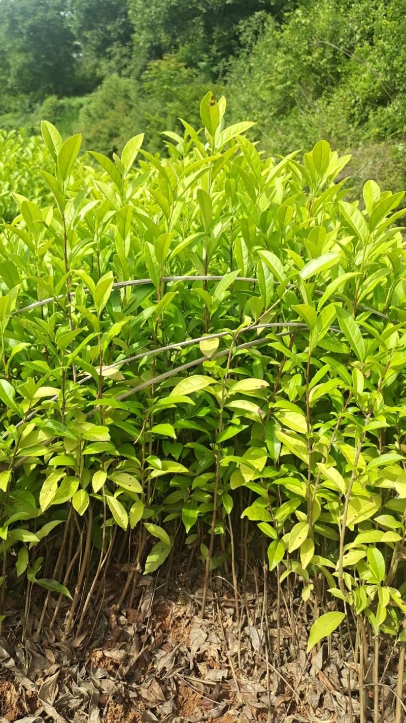 金牡丹茶苗，安吉白茶苗，黄金芽茶苗，襄阳茶叶苗，十堰茶苗