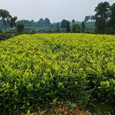 奶白茶苗，安吉白茶苗，湖北安吉白茶苗，湖北奶白茶苗