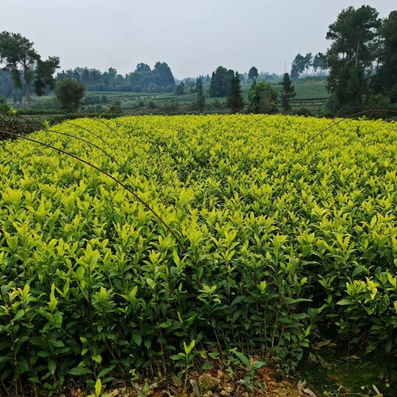 奶白茶苗，安吉白茶苗，湖北安吉白茶苗，湖北奶白茶苗