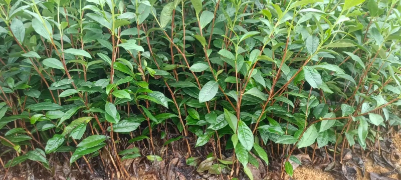 奶白茶苗，安吉白茶苗，湖北安吉白茶苗，湖北奶白茶苗
