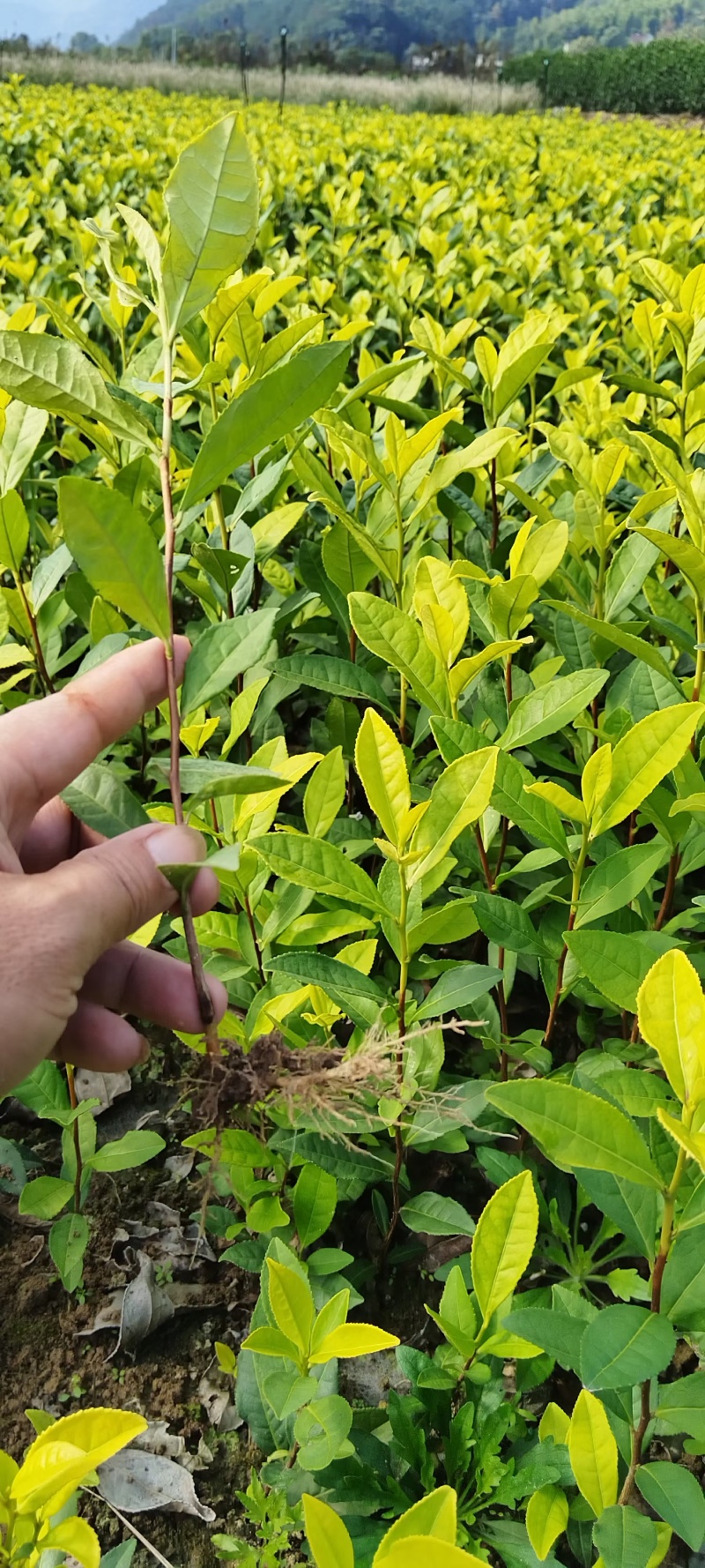 奶白茶苗，安吉白茶苗，湖北安吉白茶苗，湖北奶白茶苗