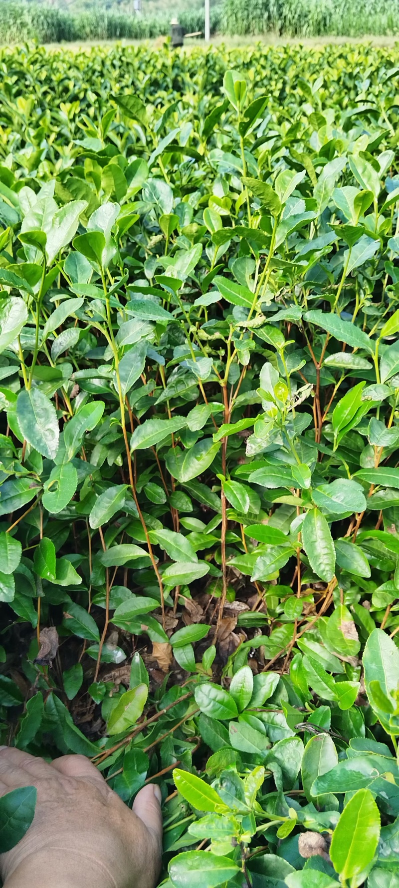 奶白茶苗，安吉白茶苗，湖北安吉白茶苗，湖北奶白茶苗