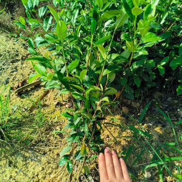文山茶叶苗，文山乌牛早茶苗，文山龙井茶苗，文山黄金茶苗